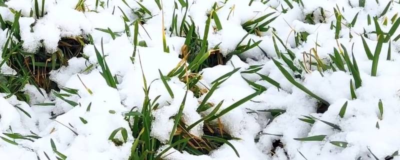 大雪兆丰年还是瑞雪兆丰年（瑞雪兆丰年大雪兆丰年是什么意思）