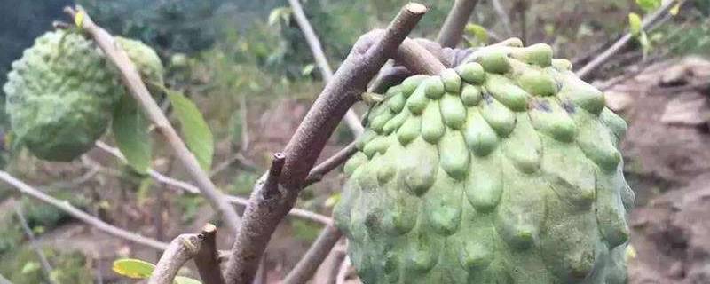 佛头果是什么果(佛头果是释迦果吗)