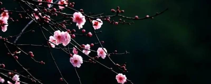 摽梅之年是多少岁 摽梅之期是多大岁数