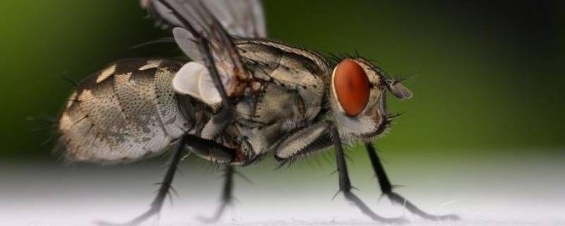 冬天常见的昆虫5种 冬天最常见的昆虫