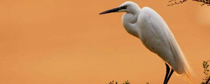 白鹭身长是多少 白鹭身长是多少厘米