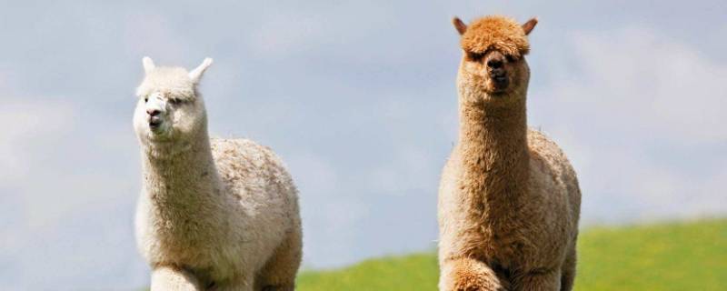 羊驼吃什么（羊驼吃什么回血）