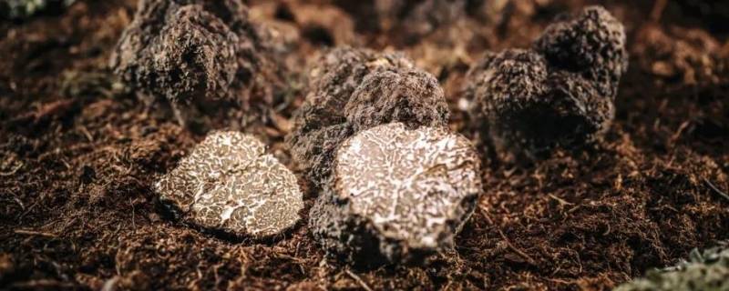 怎样在山上找松露 怎样在松树下找松露