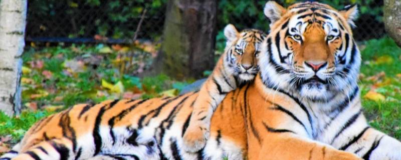 老虎有哪些种类(老虎有哪些种类?他们是怎么分类的呢?)