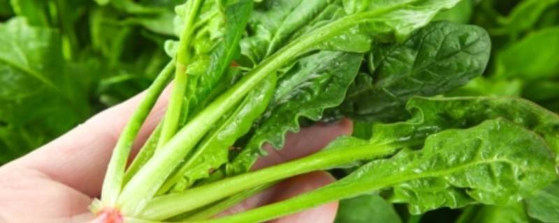 十一月的时令蔬菜有哪些 十一月份的蔬菜