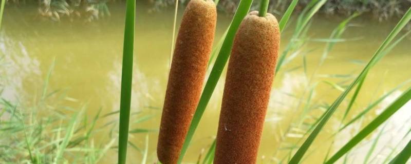 蒲儿菜又叫什么(蒲儿菜又叫什么菜,韩信梁红玉)