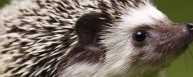 野生刺猬冬天在外面会死吗 刺猬在野外会冻死吗