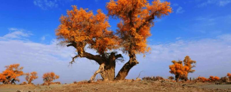 胡杨长在沙漠里吗 胡杨在不在沙漠