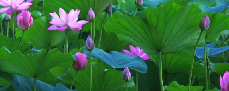 荷花怎么呼吸(荷叶的呼吸方式)