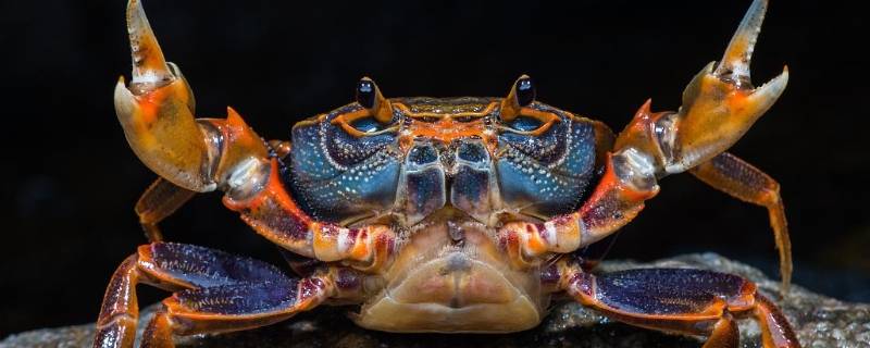 螃蟹死了是什么特征（螃蟹死的前兆）