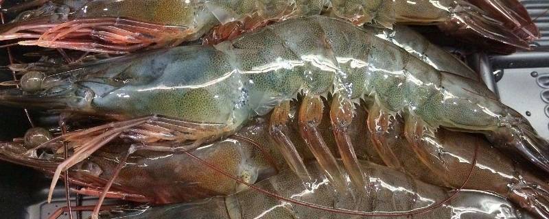 40/50虾是什么意思 4050啥意思