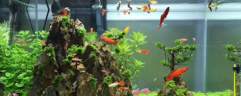 鱼缸出水口在水面下还是水面上 鱼缸出水口在水面下还是水面上?