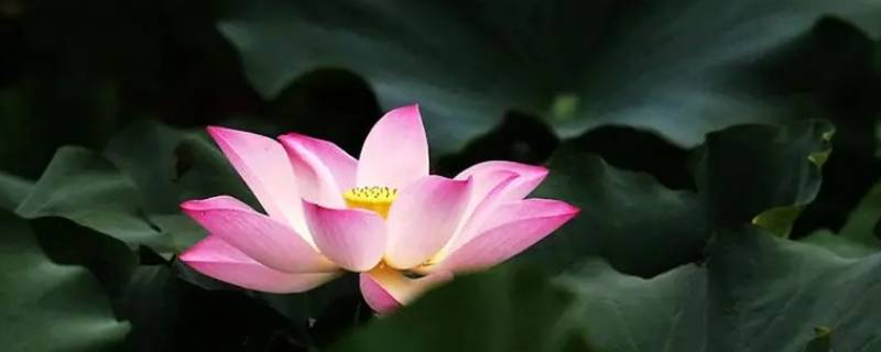 荷花是哪个季节开的 梅花是哪个季节开的