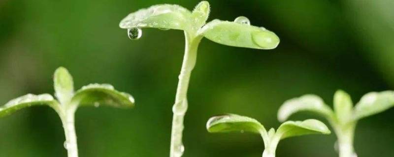 为什么初春比冬天还冷 春天为什么比秋天冷