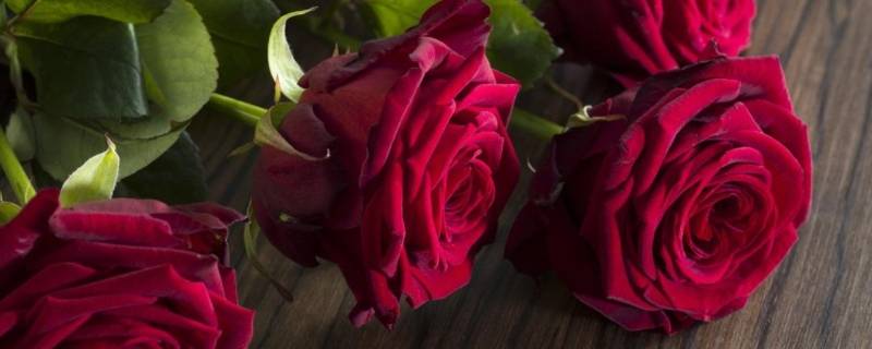 十八朵红玫瑰花代表什么意思（十八朵红色玫瑰代表什么意思）