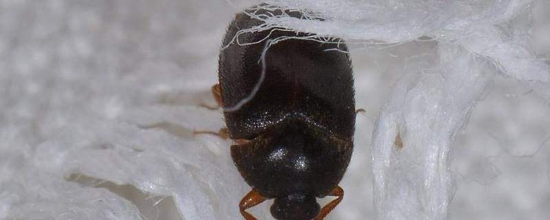 家里有黑色硬壳小虫子是什么虫 家里有黑色硬壳小虫子是什么虫怎么了除