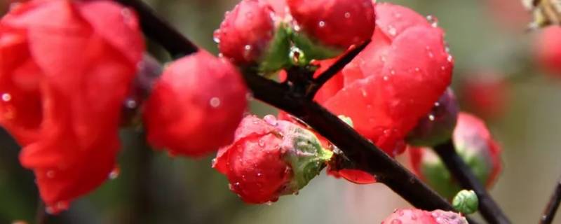 红色的腊梅是染色的吗（腊梅颜色是染的吗）