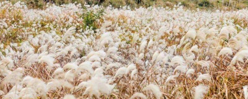 芦花的寓意是什么意思 芦花有什么寓意