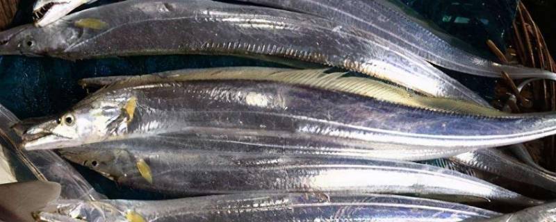 带鱼分几种类(带鱼有哪几种品种)