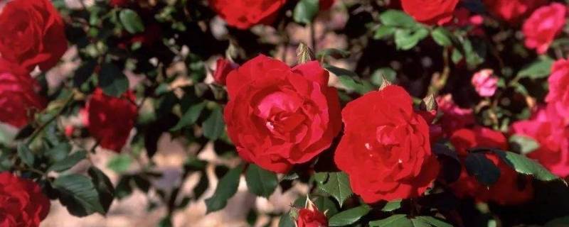 玫瑰的花语与寓意是什么 几朵玫瑰的花语与寓意是什么