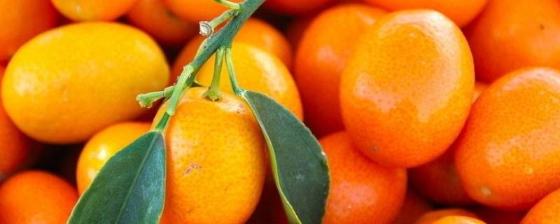 南方过年为什么放橘子 南方人过年为什么放橘子