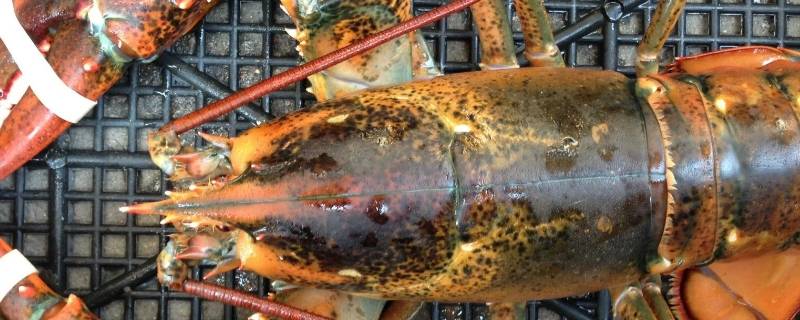 波士顿龙虾放在淡水里会死吗(澳洲龙虾放淡水会死吗)