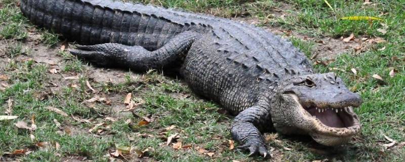 鳄鱼会溺水吗（鳄鱼在水里会淹死吗）