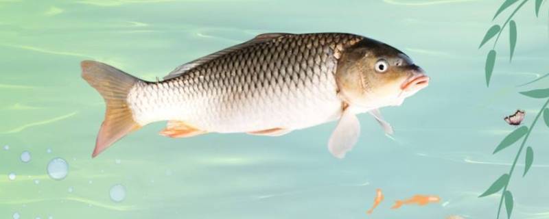 杀了鲤鱼可以放几天吗（鲤鱼放一夜死了能吃吗）