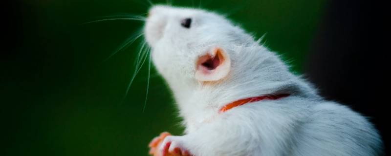 老鼠能吃吗 家里打死的老鼠能吃吗