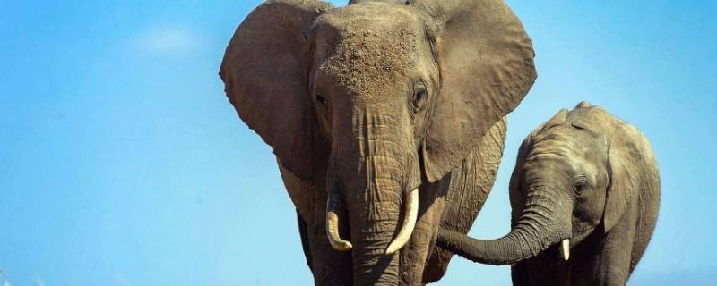 大象死后为什么会爆炸 大象死了为什么会爆炸