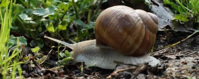 蜗牛的血是什么颜色的 蜗牛的血是不是淡蓝色的