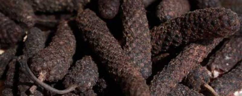 荜拨的香料在汤里作用（荜拨的香料的味道?）