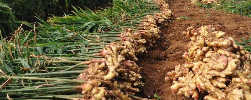 生姜耐寒的温度是多少度（生姜对温度的要求）