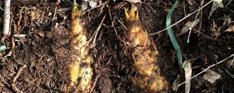 冬笋会长成竹子吗 冬笋会长成竹子吗?