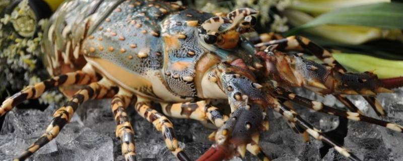 龙虾死了保鲜还是冷冻 龙虾死了冷冻还是冷藏