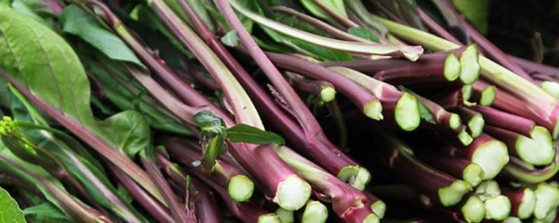 紫色的菜杆叫什么 凉菜里面紫色的菜杆叫什么