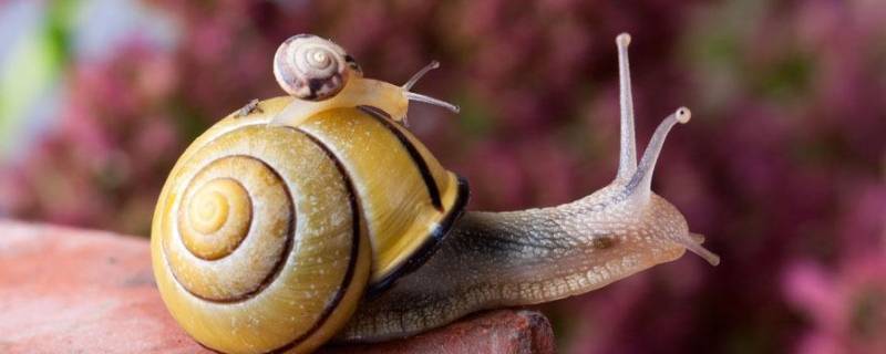 冬天有蜗牛吗（冬天有蜗牛吗?）