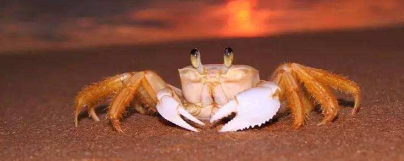 螃蟹黑色的膜是什么 大闸蟹一层黑色的膜是什么