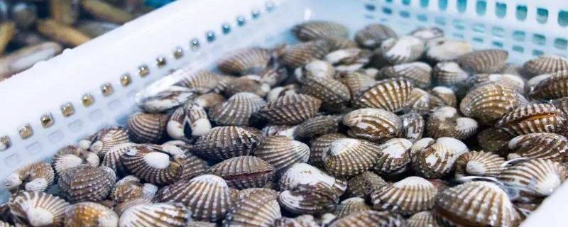 血蛤怎么洗干净 血蛤怎么处理干净内脏