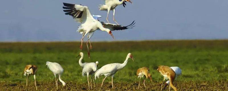 在鄱阳湖可以看到哪些鸟类（鄱阳湖有多少种鸟）