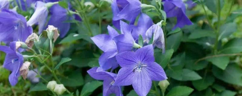 桔梗水是什么东西（桔梗煮水的功效）