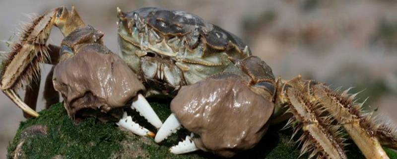 钳子上有毛的螃蟹叫什么螃蟹 钳子上有毛的螃蟹是什么螃蟹