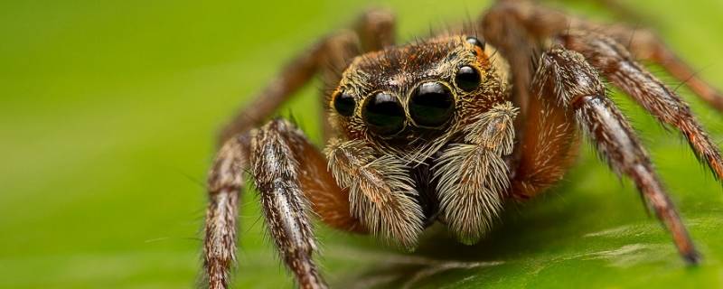 大蜘蛛在家里怎么处理（黑色大蜘蛛在家里怎么处理）