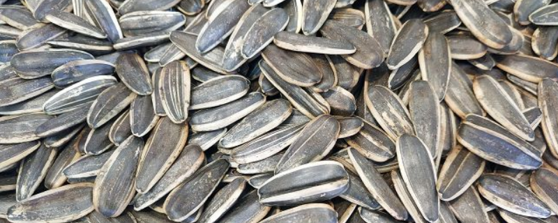 葵花籽是坚果吗（葵花籽是坚果吗 会过敏吗）