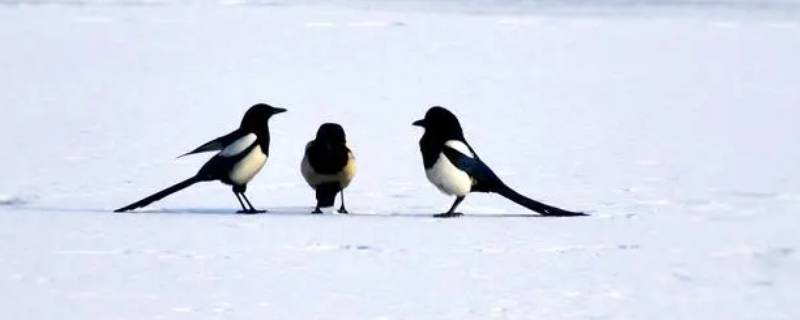 冬天下的颗粒状的雪叫什么（冬天下的小雪粒叫什么）