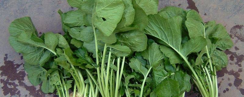 豌菜头又叫什么(豌菜头又叫什么是什么长在土里最嫩的茎和叶)