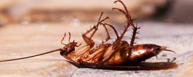 蟑螂爬过的餐具还可以用吗 蟑螂爬过的餐具吃饭了有事吗