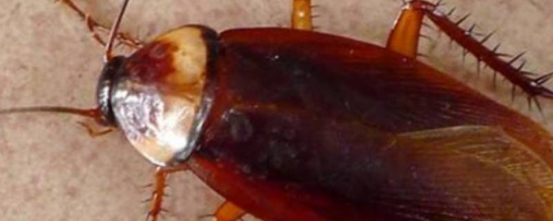 家中蟑螂是如何产生的(家里蟑螂是怎么产生的)