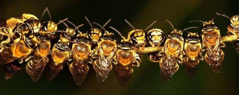 什么是隧蜂的天敌 昆虫记中什么是隧蜂的天敌