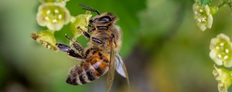 蜜蜂象征什么 蜜蜂象征什么精神品质